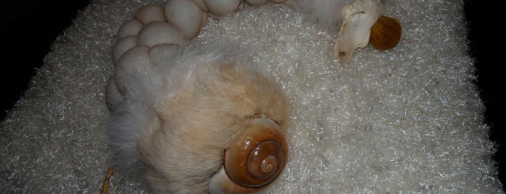 A indistinguishable creature made of nylon, fur, shells, and more 